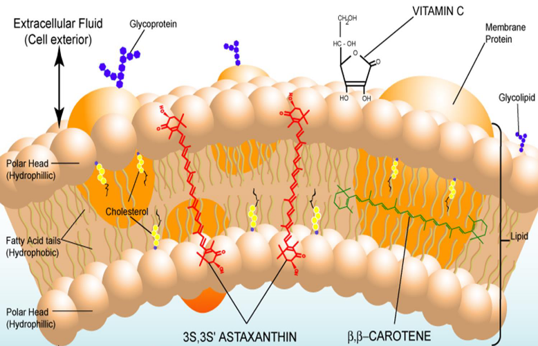 L'astaxanthine, un ingrédient naturel très en vogue...